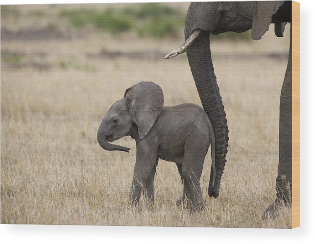 00784040 Wood Print featuring the photograph African Elephant Mother And Under 3 by Suzi Eszterhas