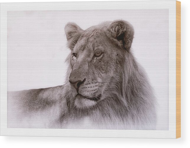 Lions Wood Print featuring the photograph All Grown Up by Elaine Malott