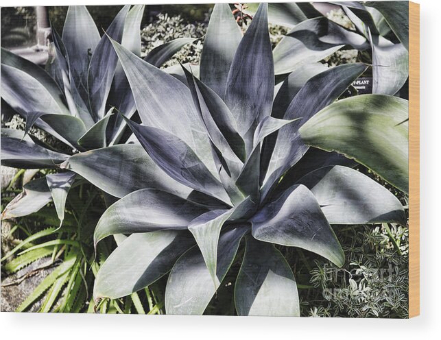 Plant Wood Print featuring the photograph Aloe #1 by Judy Wolinsky