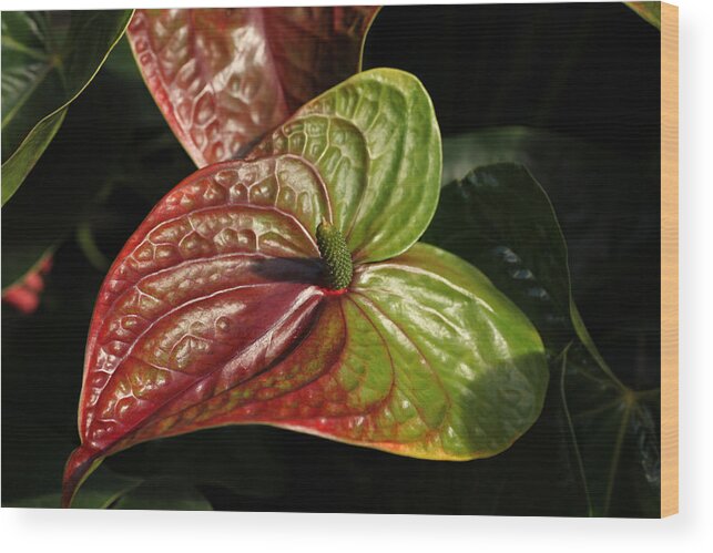 Red Wood Print featuring the photograph Anthurium Flamingo by Tammy Pool