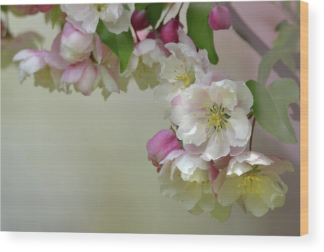 Flower Wood Print featuring the photograph Apple Blossoms #1 by Ann Bridges