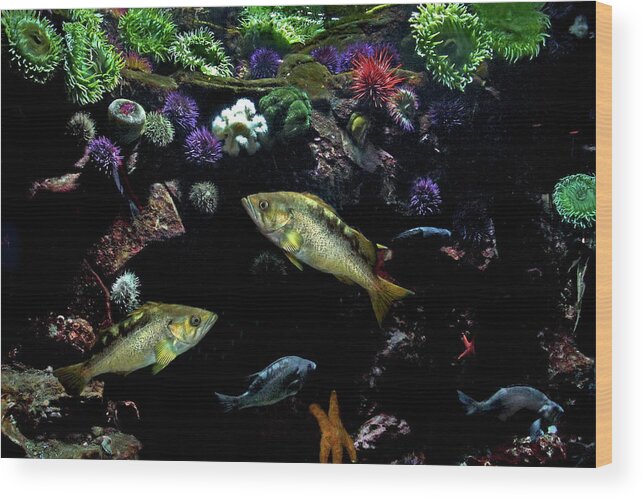 Fish Wood Print featuring the photograph Aquatic Life #1 by Peggy Collins