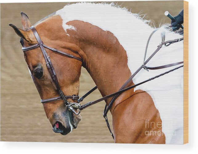 Horse Wood Print featuring the photograph Arabian Horse Show #1 by Ben Graham