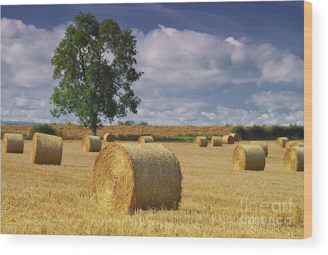 Haybales Wood Print featuring the photograph Autumn Hay Bales #1 by Martyn Arnold