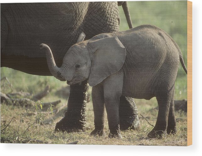 Baby Wood Print featuring the photograph Baby Elephant in Kenya #1 by Carl Purcell