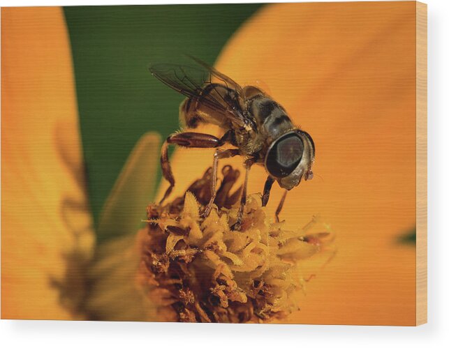 Jay Stockhaus Wood Print featuring the photograph Bee on Flower #1 by Jay Stockhaus