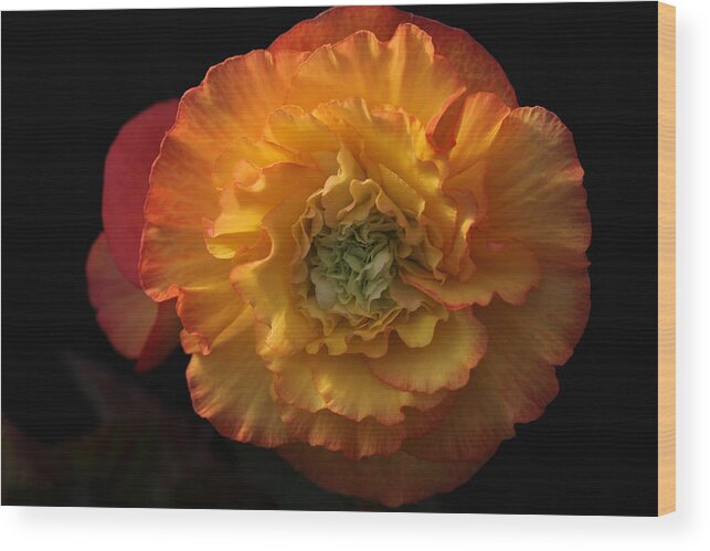 Flower Wood Print featuring the photograph Billowy Ruffles by Tammy Pool
