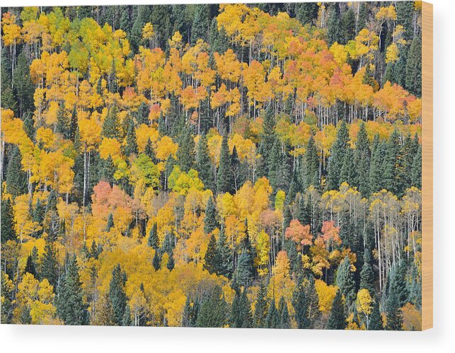 Colorado Wood Print featuring the photograph Big Cimarron Aspens #2 by Ray Mathis