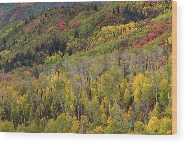 Guardsman Pass Wood Print featuring the photograph Big Cottonwood Canyon Fall Colors #1 by Dean Hueber