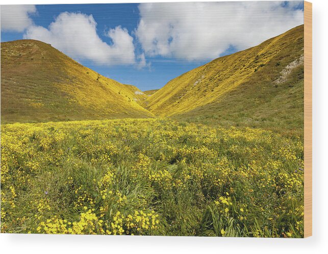 Kern County Wood Print featuring the photograph Bitterwater Valley Road Wildflowers #1 by Rick Pisio