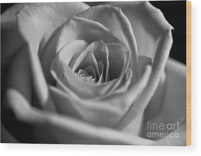 White Rose Wood Print featuring the photograph Black and White Rose #1 by Micah May