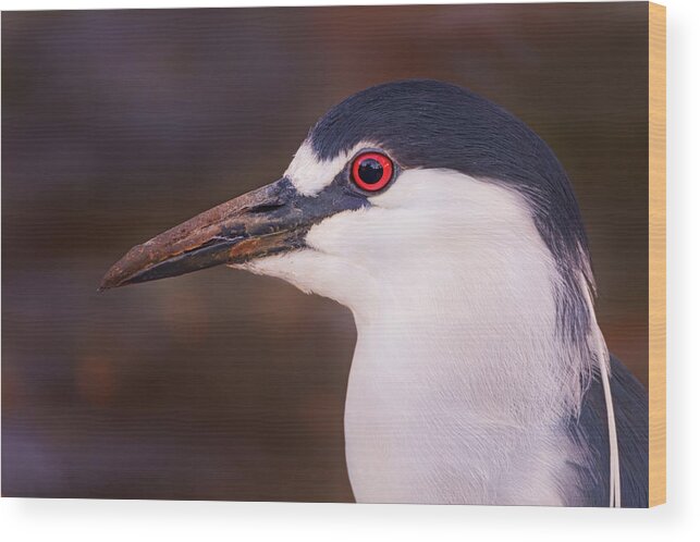 Animal Wood Print featuring the photograph Black-Crowned Night Heron #1 by Brian Cross