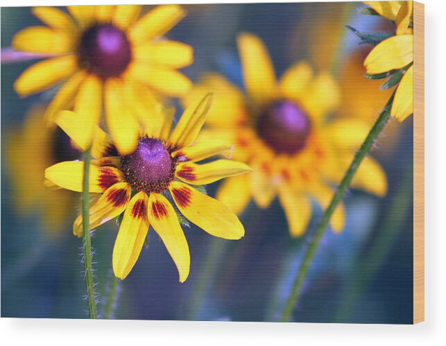 Flower Wood Print featuring the photograph Black eyed susan's #1 by Evelyn Patrick
