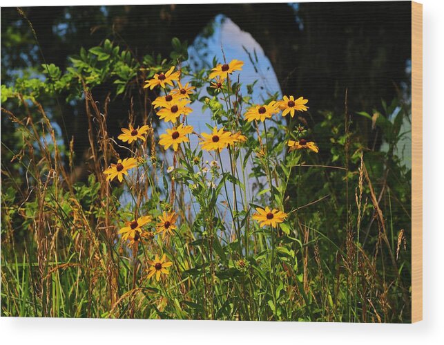 Black-eyed Susans Wood Print featuring the photograph Black-Eyed Susans #1 by Kathryn Meyer