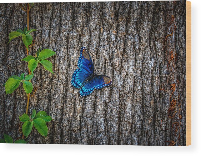 Nature Wood Print featuring the photograph Blue Butterfly #1 by Doug Long