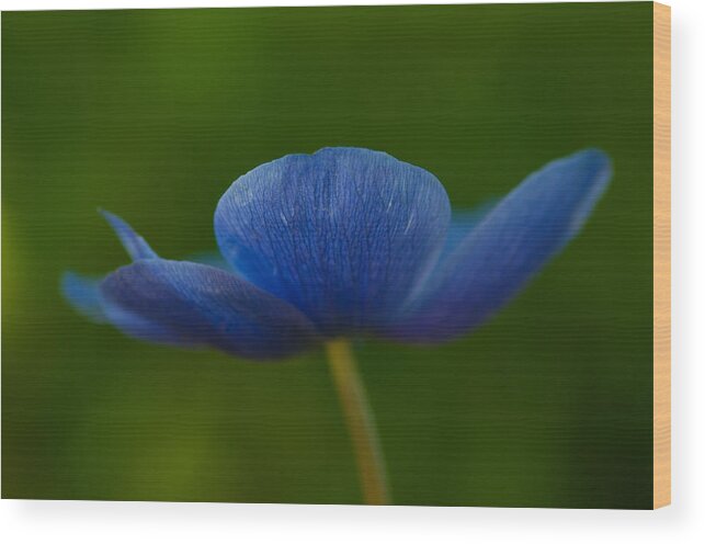 Flower Wood Print featuring the photograph Blue Star #1 by Carolyn D'Alessandro