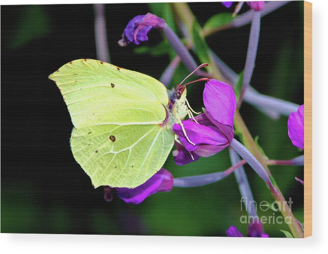 Animal Wood Print featuring the photograph Brimstone butterfly by Amanda Mohler