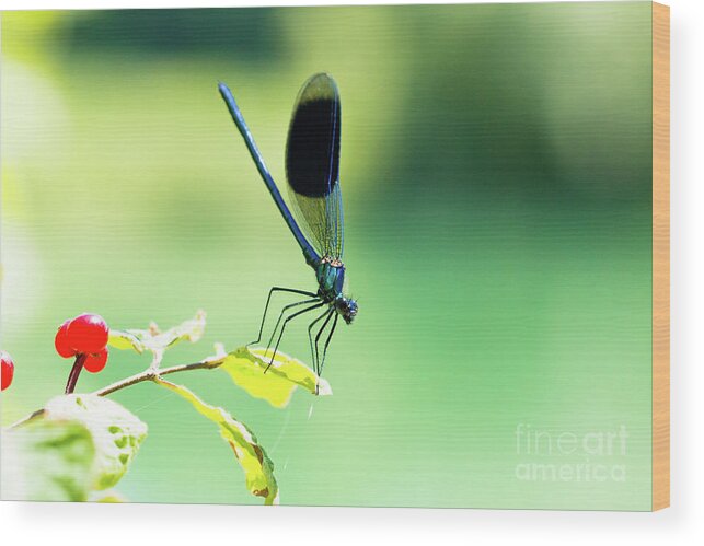 Countryside Wood Print featuring the photograph Broad-winged Damselfly, Dragonfly by Amanda Mohler