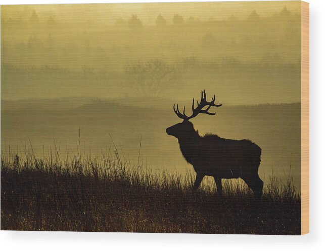 Jay Stockhaus Wood Print featuring the photograph Bull Elk #1 by Jay Stockhaus