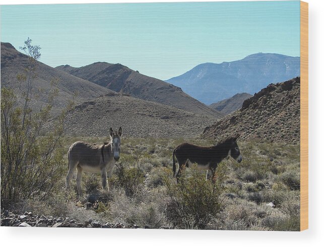 Burro Wood Print featuring the photograph One Grey One Brown Burro by Carl Moore
