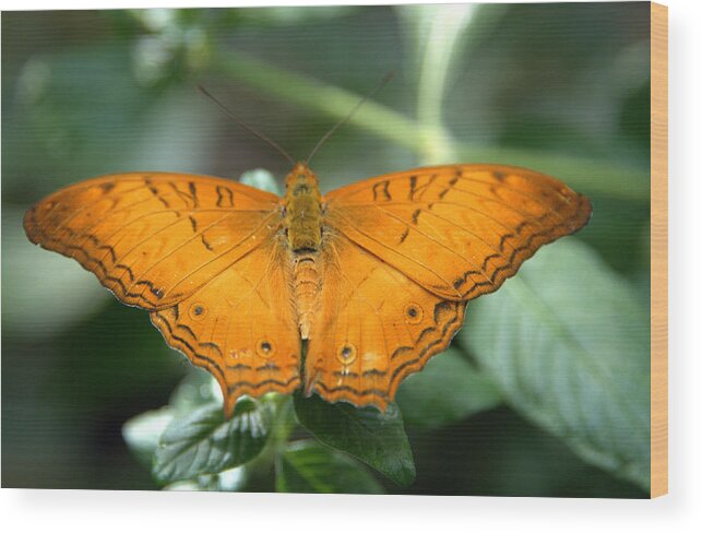 Butterfly Wood Print featuring the photograph Butterfly by Jerry Cahill