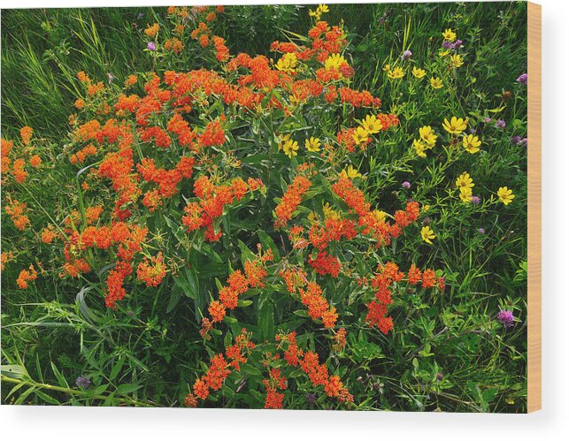 Butterfly Weed Wood Print featuring the photograph Butterfly Weed - Oxeye #1 by Ray Mathis