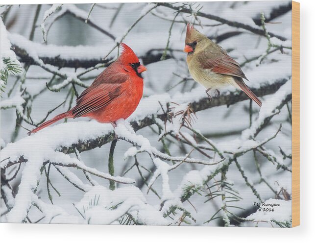 Cardinals In The Snow Wood Print featuring the photograph Cardinal Couple #1 by Peg Runyan