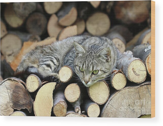 Rest Wood Print featuring the photograph Cat resting on a heap of logs #1 by Michal Boubin