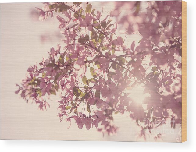 Spring Wood Print featuring the photograph Cherry Blossoms #1 by Diane Diederich