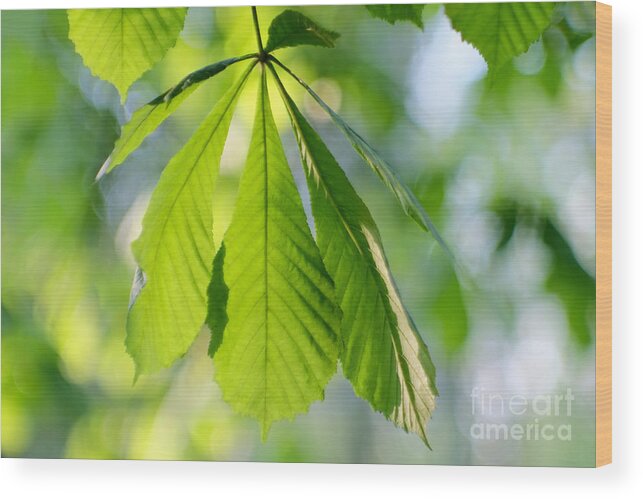 Sunshine Wood Print featuring the photograph Chestnut Leaves by Dariusz Gudowicz