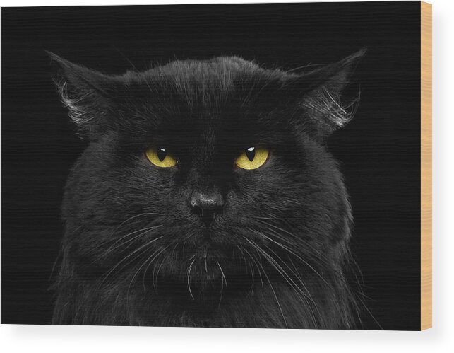 Black Wood Print featuring the photograph Close-up Black Cat with Yellow Eyes by Sergey Taran