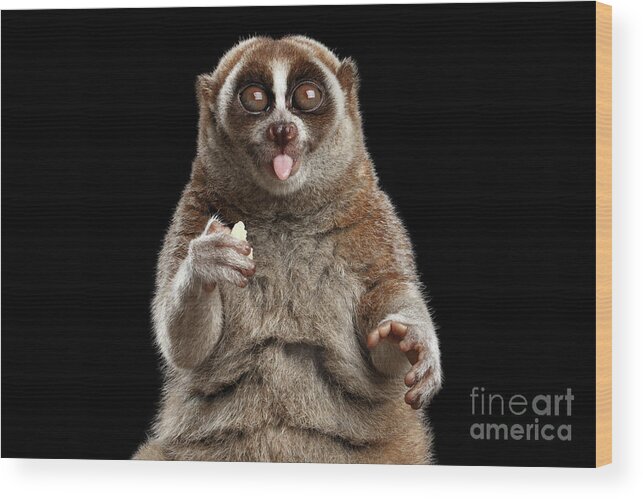 Loris Wood Print featuring the photograph Lemur Slow Loris #1 by Sergey Taran