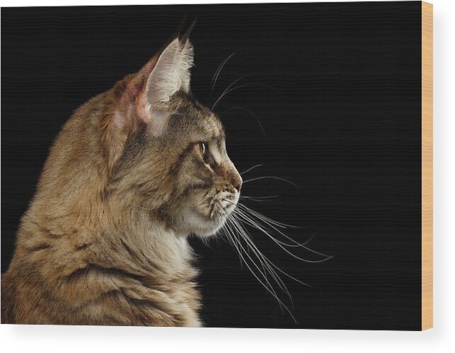 Cat Wood Print featuring the photograph Closeup Maine Coon Cat Portrait Isolated on Black Background #2 by Sergey Taran