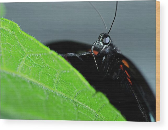 Common Mormon Butterfly Wood Print featuring the photograph Common Mormon Butterfly #1 by JT Lewis