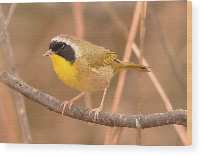 Warbler Wood Print featuring the photograph Common Yellow-throat #1 by Alan Lenk