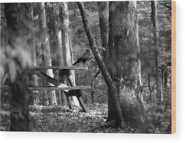 Crow Wood Print featuring the photograph Crow on a table #1 by Andy Lawless