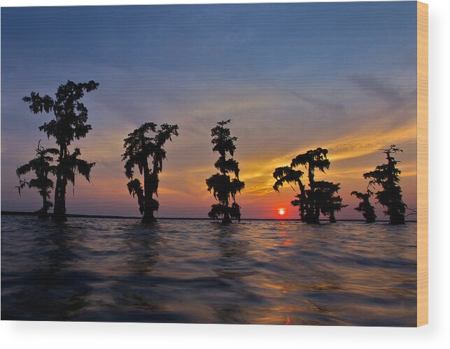 Bald Wood Print featuring the photograph Cypress Trees #1 by Evgeny Vasenev