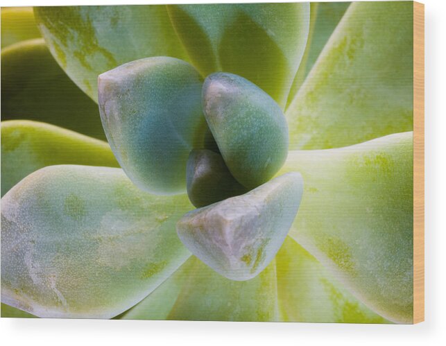 Beautiful Wood Print featuring the photograph Blue Pearl Plant by Raul Rodriguez