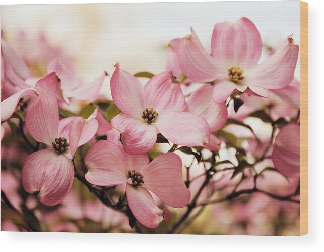 Dogwood Wood Print featuring the photograph Dogwood Delight #1 by Jessica Jenney