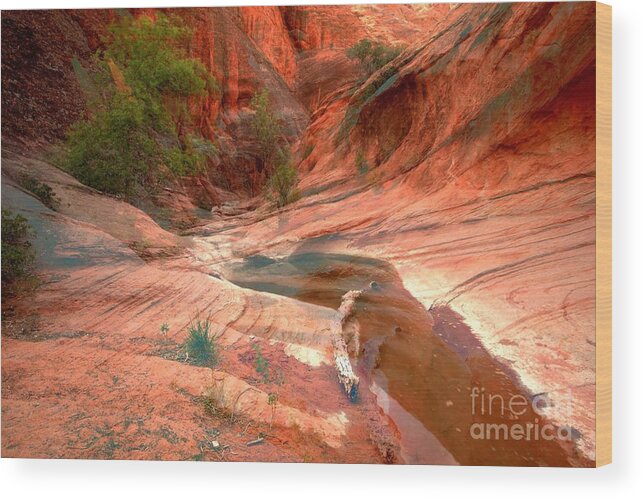 Slot Canyon Wood Print featuring the photograph Drying Out #1 by Adam Jewell