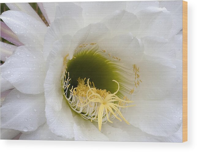 Flower Wood Print featuring the photograph Easter Lily Cactus #1 by Phyllis Denton