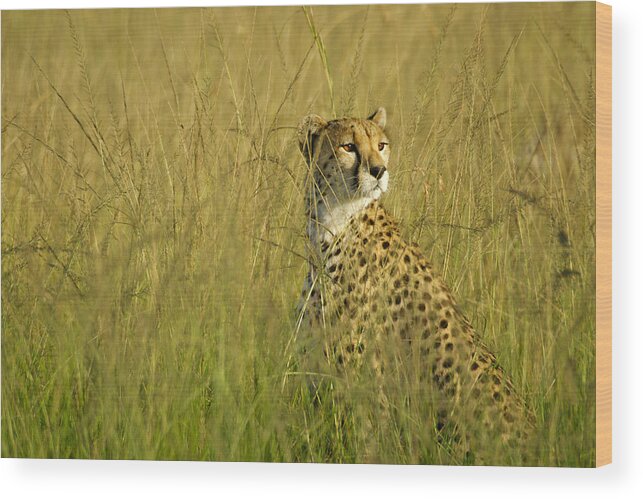 Africa Wood Print featuring the photograph Elegant Cheetah #1 by Michele Burgess
