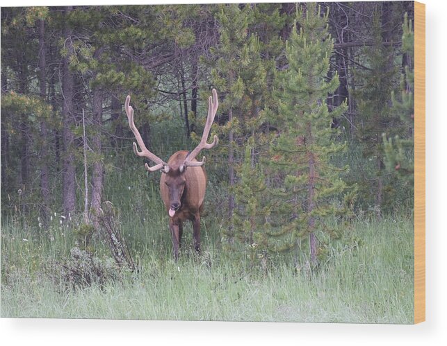 Animals Wood Print featuring the photograph Bull Elk Rocky Mountain NP CO #5 by Margarethe Binkley