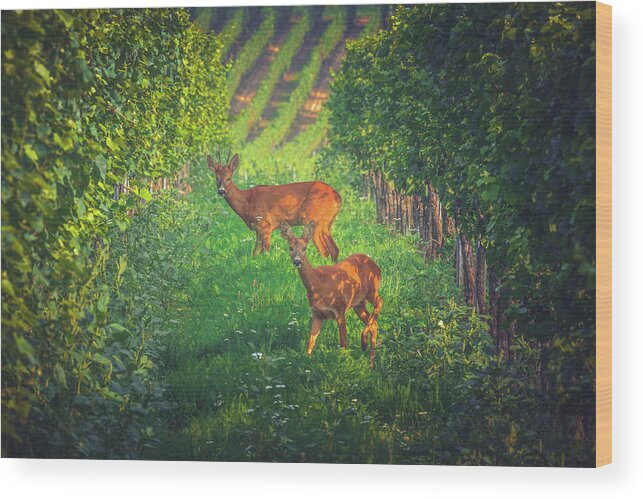 European Roe Deer Wood Print featuring the photograph European Roe Deer - Capreolus capreolus by Marc Braner