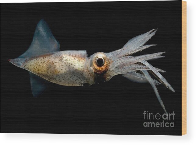 Eye Flash Squid Wood Print featuring the photograph Eye Flash Squid #1 by Dante Fenolio