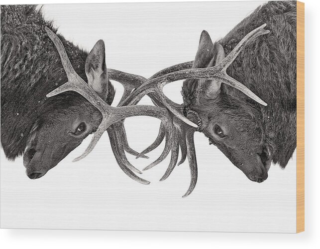 Nature Wood Print featuring the photograph Eye to eye by Jim Cumming
