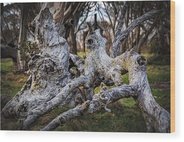 Dead Tree Wood Print featuring the photograph Fallen from Grace #1 by Mark Lucey