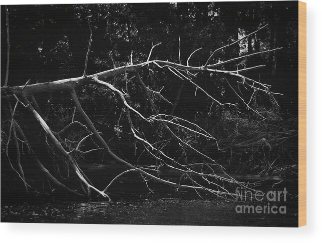 Intense Wood Print featuring the photograph Fallen Warrior #1 by Skip Willits