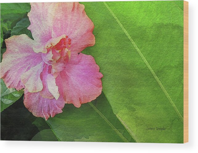 Hibiscus Watercolor Wood Print featuring the photograph Favorite Flower Digital Watercolor by James Temple