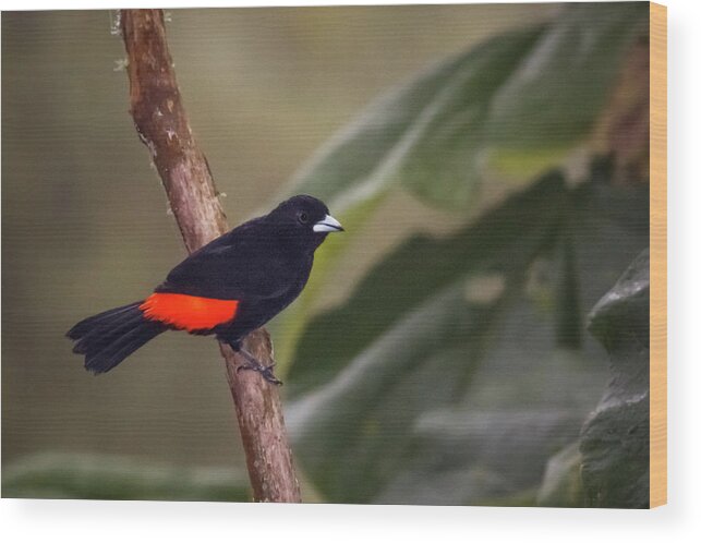 Alcazares Wood Print featuring the photograph Flame Rumped Tanager Alcazares Manizales Colombia #1 by Adam Rainoff